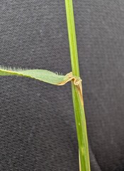Hordeum secalinum