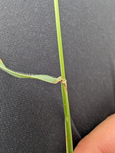 Hordeum secalinum, photograph 3