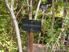 Lonicera nummulariifolia