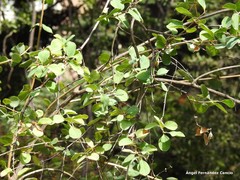 Lonicera nummulariifolia