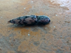 Pherhimius fascicularis