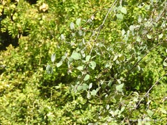 Lonicera nummulariifolia