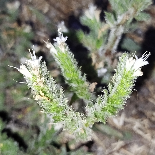 Pale Bugloss