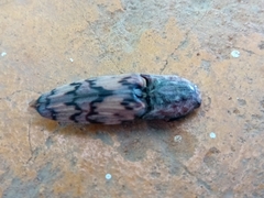 Pherhimius fascicularis