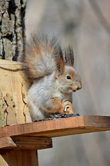 Sciurus vulgaris