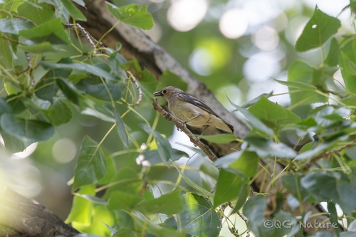 Daurian Starling (Agropsar sturninus), photo 3