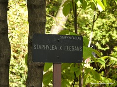 Staphylea elegans