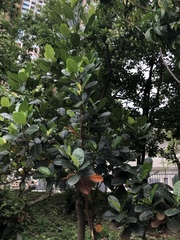 Garcinia subelliptica
