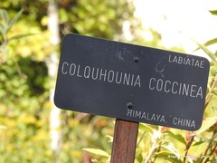 Colquhounia coccinea