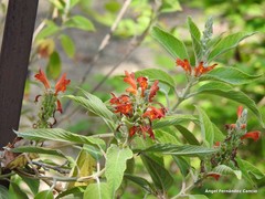 Colquhounia coccinea