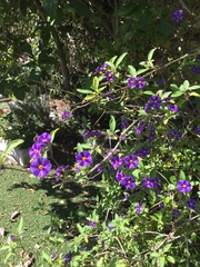 Lycianthes rantonnetii