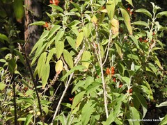 Colquhounia coccinea