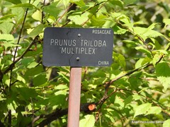 Prunus triloba