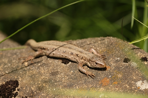 Sand Lizard