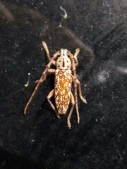 Elaphidion splendidum