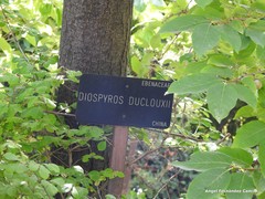 Diospyros duclouxii