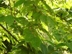 Diospyros duclouxii