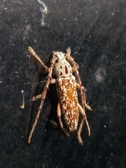 Elaphidion splendidum