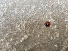 Coccinella septempunctata