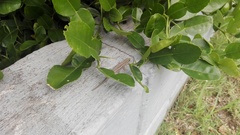 Lygodactylus capensis