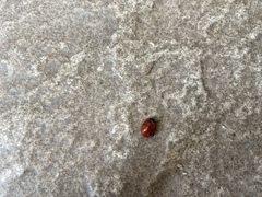 Coccinella septempunctata