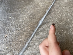 Coccinella septempunctata