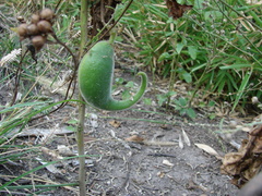 Ibicella lutea