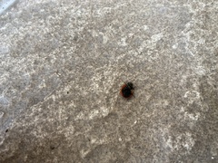 Coccinella septempunctata