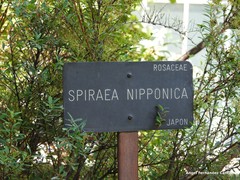 Spiraea nipponica
