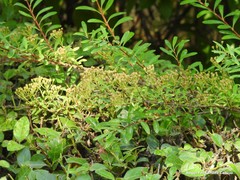 Spiraea nipponica
