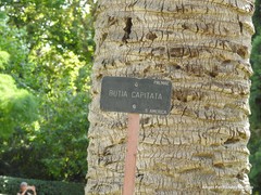 Butia capitata