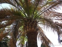 Butia capitata