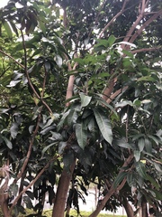 Mangifera indica