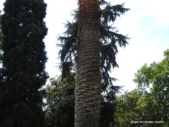 Butia capitata