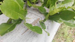 Lygodactylus capensis