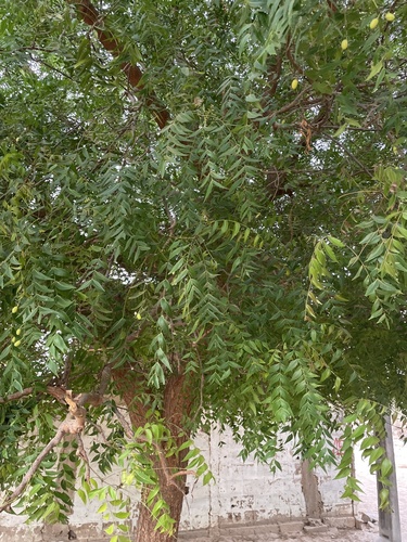 Neem