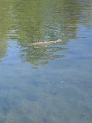 Cyprinus carpio carpio