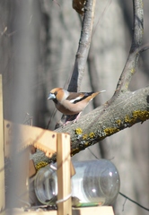 Coccothraustes coccothraustes