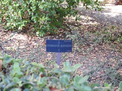 Cotoneaster buxifolius