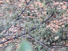Cotoneaster buxifolius