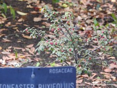 Cotoneaster buxifolius