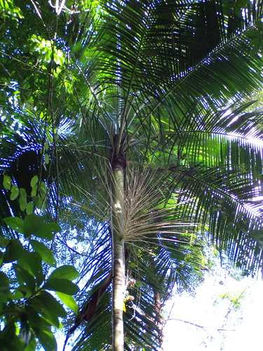 Euterpe edulis