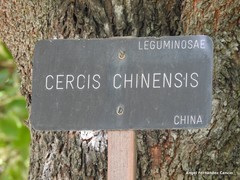 Cercis chinensis