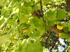 Cercis chinensis