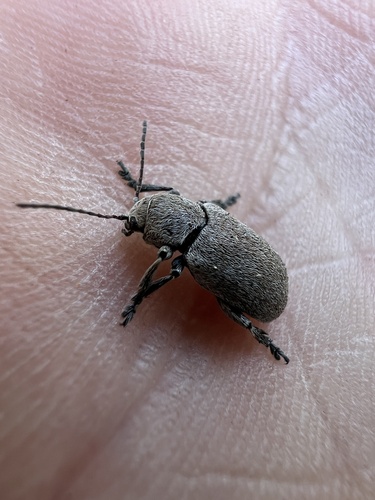 iNaturalist observation photo of Davidson's Beetle