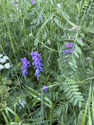 tufted vetch