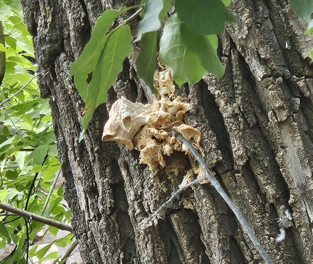 pale oyster · June 2026 · photo: Photo: (c) Alexis Murray, some rights reserved (CC BY) · iNaturalist
