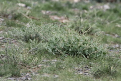 Chenopodium frutescens