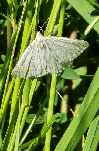 Black-veined Moth