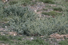 Chenopodium frutescens